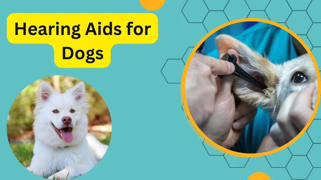 Hearing Aids for Dogs